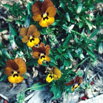 Viola 'Irish Molly' (003176)