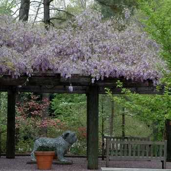 Wisteria sinensis '' (003179)