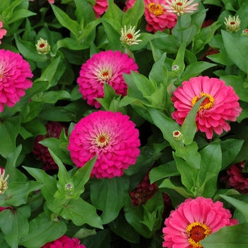 Zinnia elegans Dreamland™ Pink '' (003183)