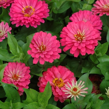 Zinnia elegans Dreamland™ Pink '' (003184)