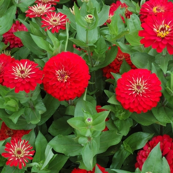 Zinnia elegans Dreamland™ Red '' (003185)