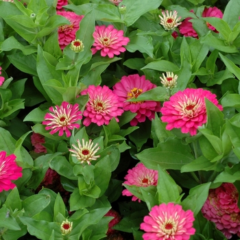 Zinnia elegans Dreamland™ Rose '' (003186)