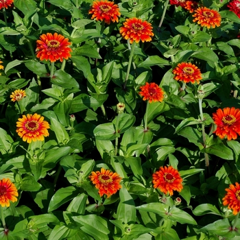 Zinnia elegans Zowie!™ 'Yellow Flame' (003189)