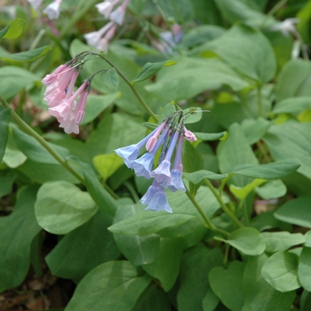 Mertensia virginica '' (003191)