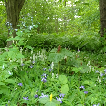 Mertensia virginica '' (003194)