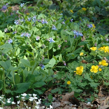 Mertensia virginica '' (003195)