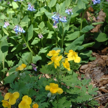 Mertensia virginica '' (003196)