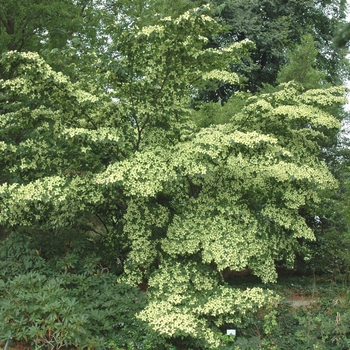 Cornus kousa 'Summer Stars' (003222)