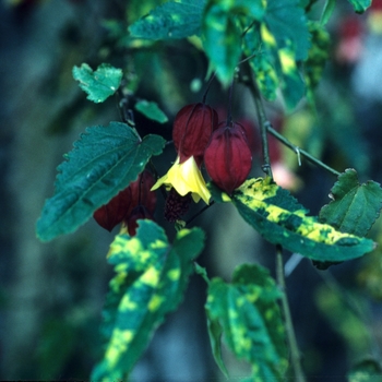 Abutilon megapotamicum 'Variegatum' (003224)