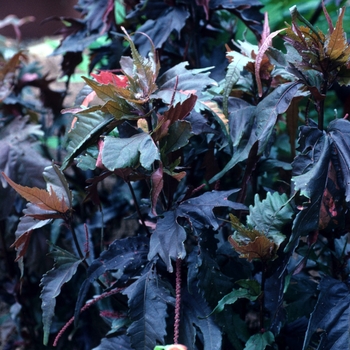 Acalypha wilkesiana 'Raggedy Ann' (003265)