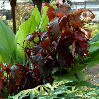 Acalypha wilkesiana 'Raggedy Ann' (003266)