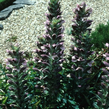 Acanthus hungaricus '' (003268)