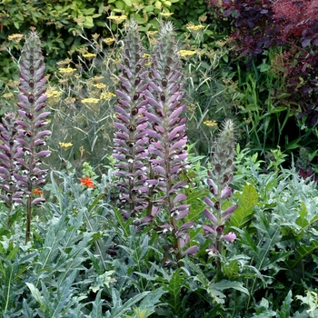 Acanthus spinosus '' (003273)