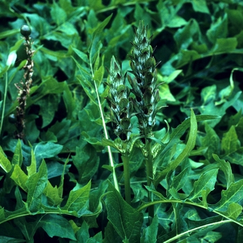 Acanthus spinosus '' (003274)