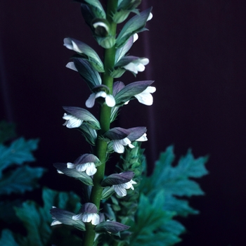 Acanthus spinosus '' (003275)