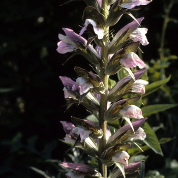 Acanthus spinosus '' (003276)