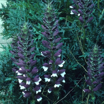 Acanthus spinosus '' (003277)