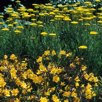 Achillea filipendulina 'Gold Plate' (003292)