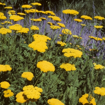 Achillea filipendulina 'Gold Plate' (003293)