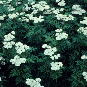 Achillea grandifolia '' (003294)