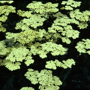 Achillea 'Anthea™' (003301)