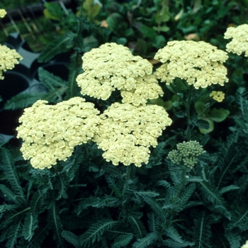 Achillea 'Anthea™' (003302)