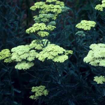 Achillea 'Anthea™' (003303)