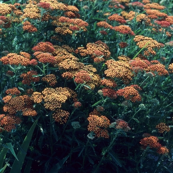 Achillea millefolium 'Fireland' (003311)