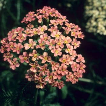 Achillea 'Salmon Beauty' (003332)