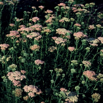 Achillea 'Salmon Beauty' (003333)