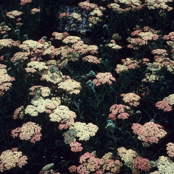 Achillea 'Salmon Beauty' (003334)