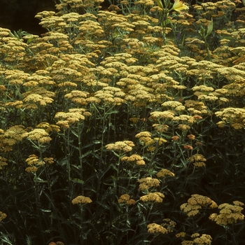 Achillea millefolium 'Terra Cotta' (003338)