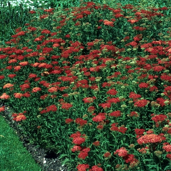 Achillea 'The Beacon' (003341)