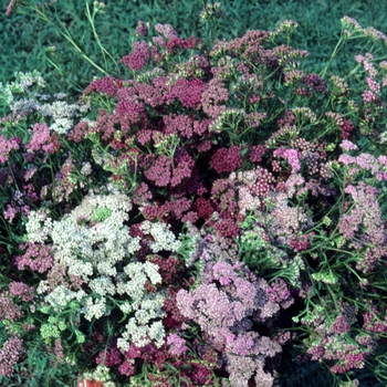 Achillea millefolium 'Rose Beauty' (003353)