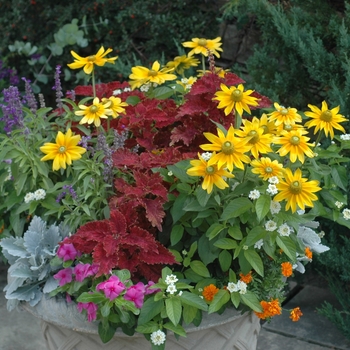 Rudbeckia hirta 'Prairie Sun' (003355)