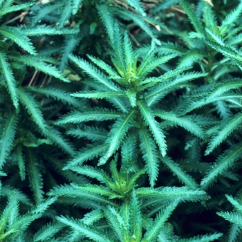 Achillea sibirica '' (003357)