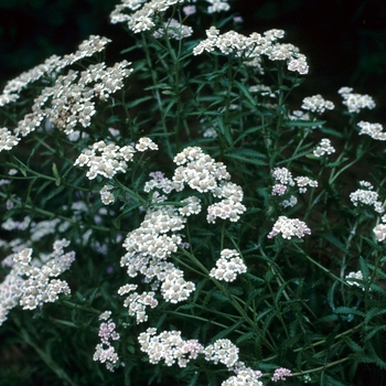 Achillea sibirica 'Kiku-San' (003359)