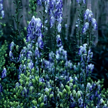 Aconitum x cammarum 'Bicolor' (003367)