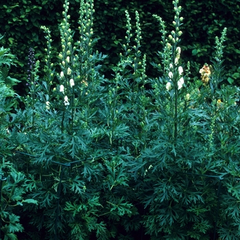 Aconitum napellus 'Carneum' (003370)