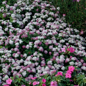 Ageratum houstonianum Artist® 'Rosea' (003387)