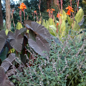 Alocasia 'Purple' (003388)