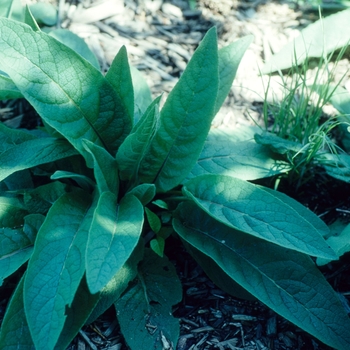 Verbascum chaixii '' (003399)