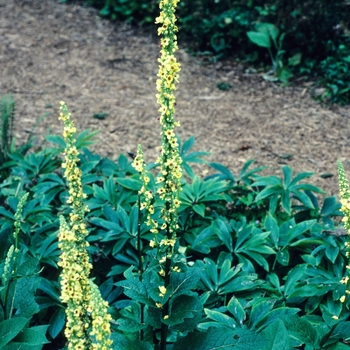 Verbascum chaixii '' (003400)