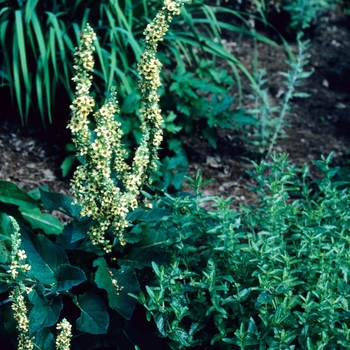 Verbascum chaixii '' (003401)