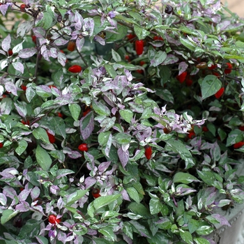 Capsicum annuum 'Variegatum' (003407)