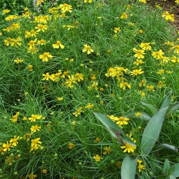 Helenium amarum 'Dakota Gold' (003409)