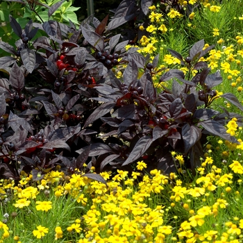 Helenium amarum 'Dakota Gold' (003410)