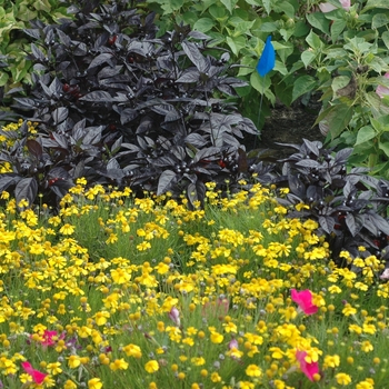 Helenium amarum 'Dakota Gold' (003412)