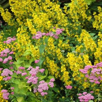 Achillea millefolium 'Cerise Queen (Kirschkonigin)' (003428)