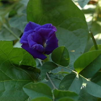 Clitoria ternatea '' (003439)